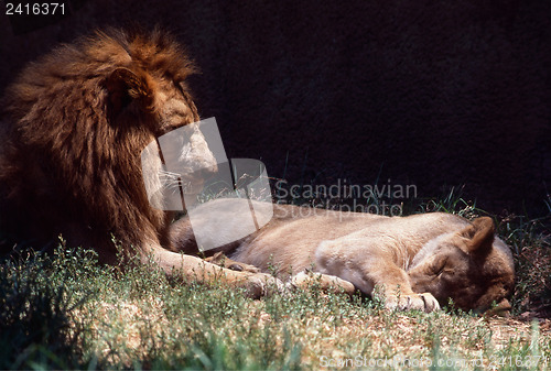 Image of Lions