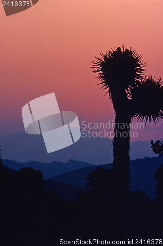 Image of Joshua Tree Park 