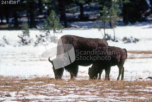 Image of Bison