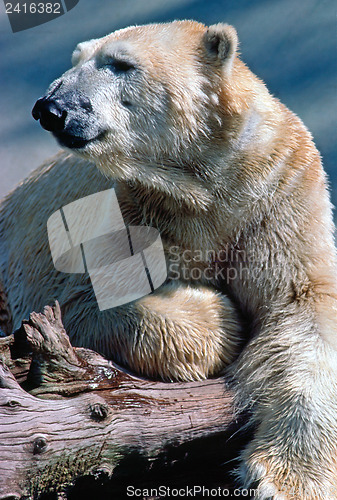 Image of Polar Bear