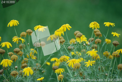 Image of Flowers