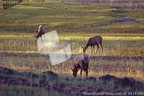 Image of Elk