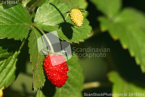 Image of Wild strawberry