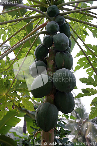 Image of Papaya tree