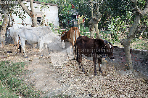 Image of Cattle grazing in village Kumrokhali, West Bengal, India.