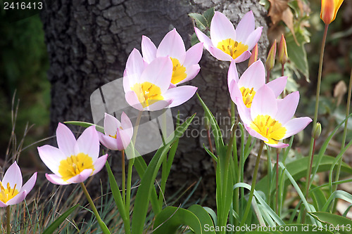 Image of Flowers