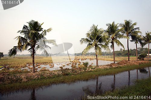 Image of Rice field in Kumrokhali, West Bengal, India.