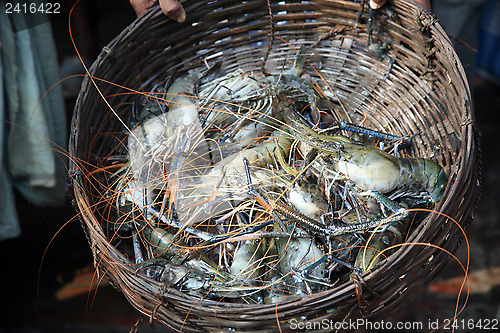 Image of Indian sea crab in basket