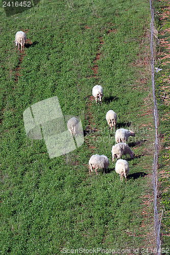 Image of Sheep Grazing in a Green Meadow