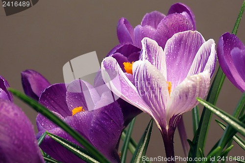 Image of Crocus