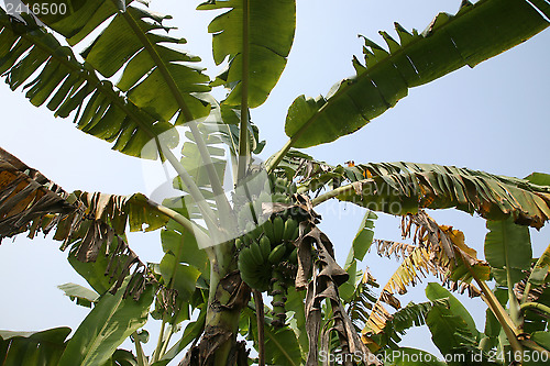 Image of Banana plant with ripe bananas