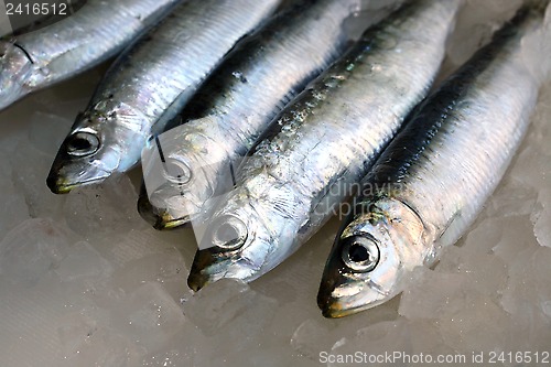 Image of Fresh salt water Sardines