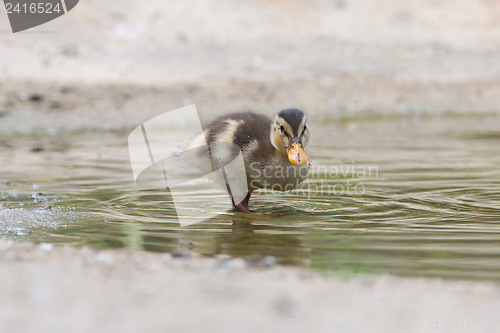 Image of Small ducklings outdoor in the water