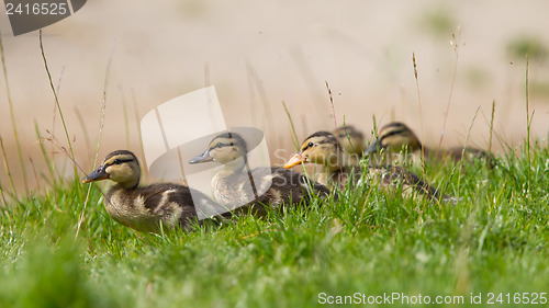 Image of Small ducklings outdoor on green grass