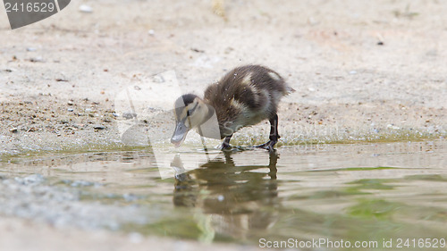 Image of Small ducklings outdoor in the water