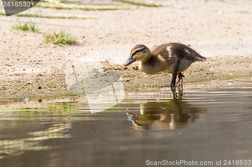 Image of Small ducklings outdoor in the water