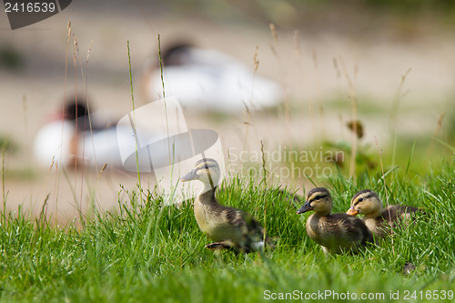 Image of Small ducklings outdoor on green grass
