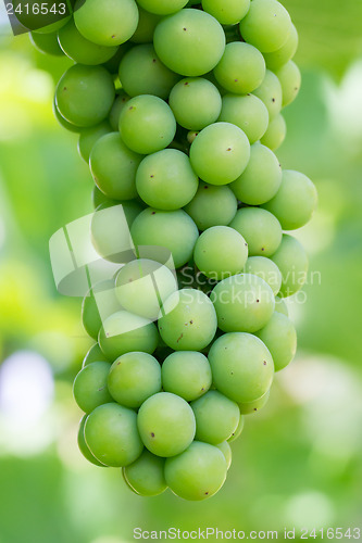 Image of Unripe green grapes