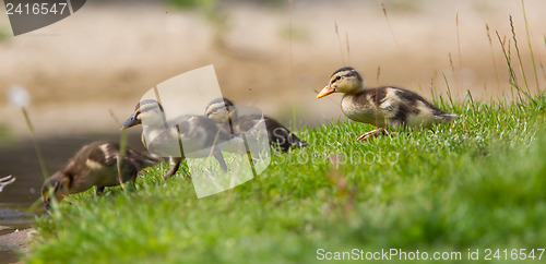 Image of Small ducklings outdoor on green grass