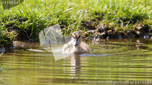 Image of Small ducklings outdoor in the water