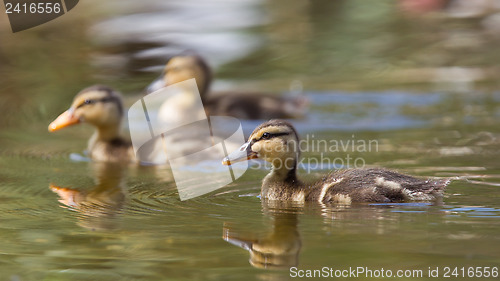 Image of Small ducklings outdoor in the water