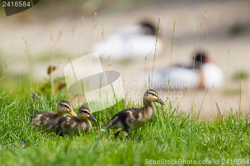 Image of Small ducklings outdoor on green grass