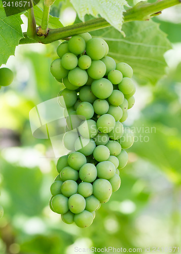 Image of Unripe green grapes