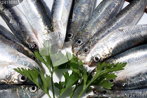 Image of Fresh salt water Sardines