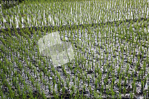 Image of A green paddy field in India.
