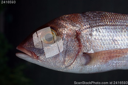 Image of Common sea bream fish