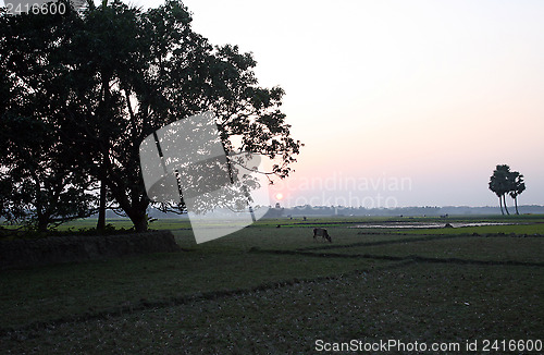 Image of Landscape with a cow that graze grass at sunset in Sunderbands, West Bengal, India