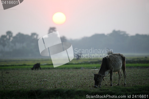 Image of Landscape with a cow that graze grass at sunset in Sunderbands, West Bengal, India