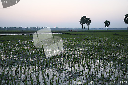 Image of Twilight of the rice fields, Sundarbands, West Bengal, India