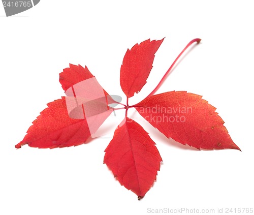 Image of Red autumn virginia creeper leaf