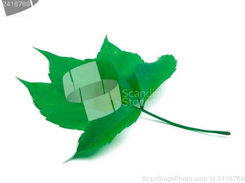 Image of Green virginia creeper leaf on white background