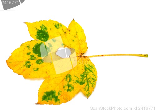 Image of Autumn leaf with hole on white background