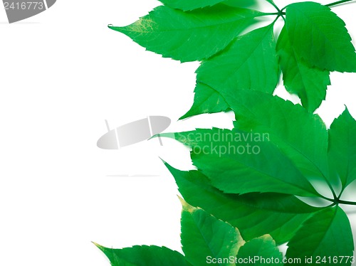 Image of Green leaves background with copy space