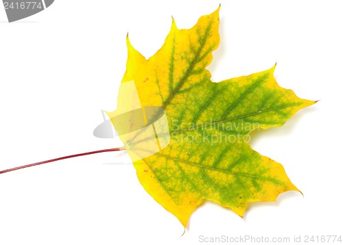 Image of Yellowed autumn maple leaf