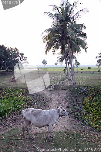 Image of Landscape with cows grazing in the rice fields in Sunderbands, West Bengal, India