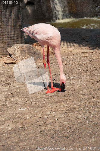 Image of Pink flamingo eating