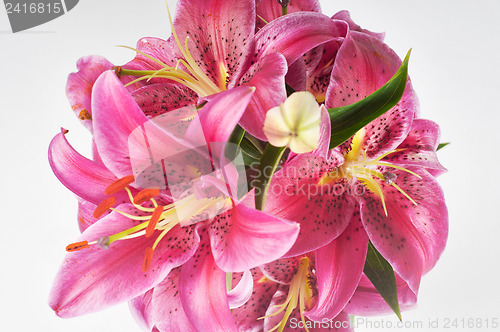 Image of Lily in vase