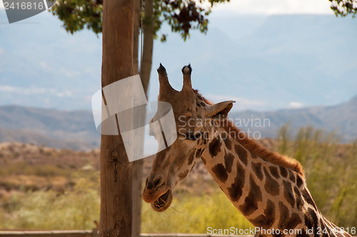 Image of Portrait of giraffe