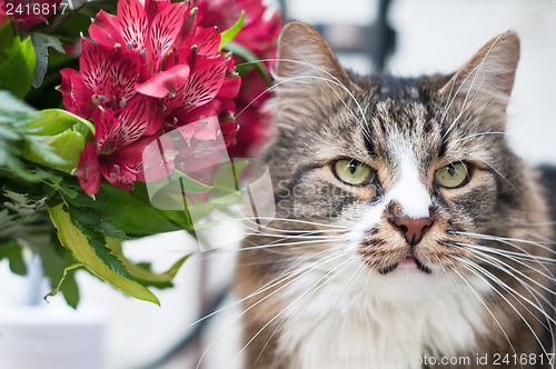 Image of Portrait of cat