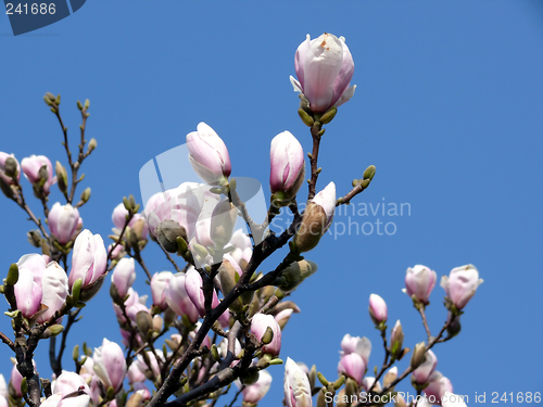 Image of Mangolia Tree