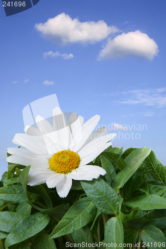 Image of Beautiful Daisy Macro