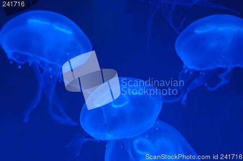 Image of Jellyfish