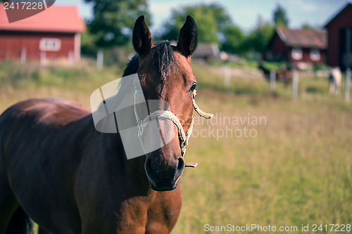 Image of Brown Horse