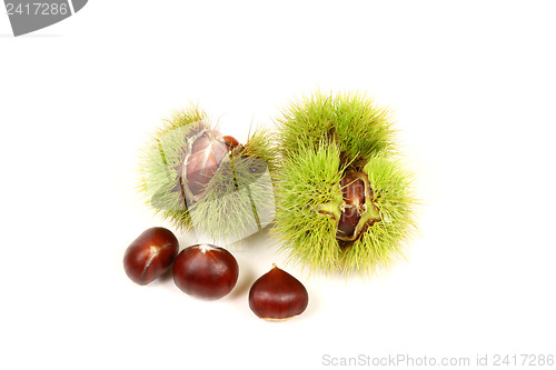 Image of Fresh chestnuts