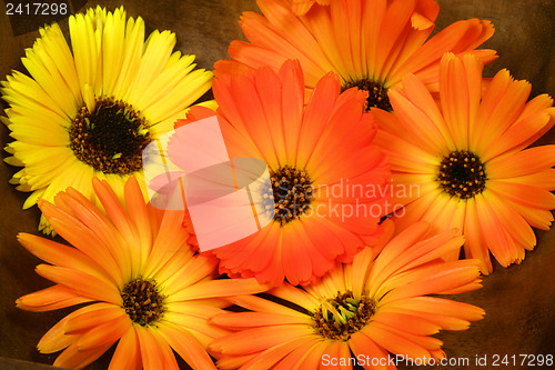 Image of Orange marigold in bowl