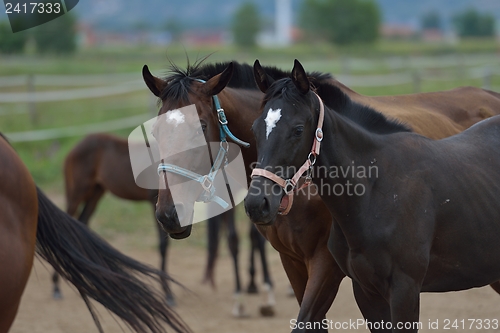 Image of horse